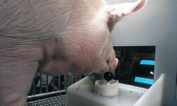 Acquisition of a Joystick Operated Video Task by Pigs BBC pic 1