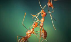 Bernard Werber Les Fourmis