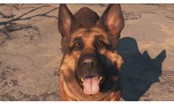 Fallout Dogmeat