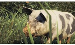 far cry 4 cochon