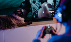 fille avec chat jouant a des jeux video