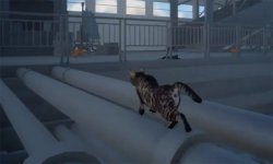 Final Fantasy XV cat cam head