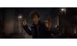Les Animaux Fantastiques 23 07 2016 head