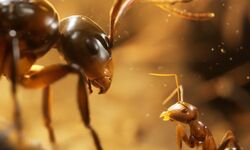 Les Fourmis EMPIRE OF THE ANTS 16x9 Master Image FR