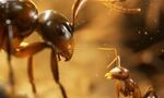 Les Fourmis : une énorme mise à jour lancée et elle est gratuite