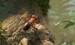 Les Fourmis – Trailer GDC 2024
