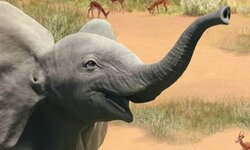Planet Zoo Console Edition016