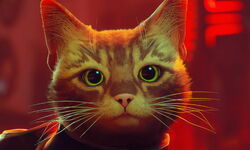 stray test image