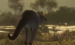 TheHunter Call of the Wild Official Emerald Coast Australia DLC Trailer
