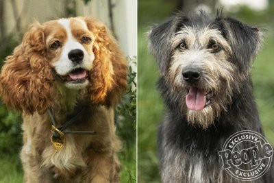 Cinema La Belle Et Le Clochard De Premières Images Des Vrais Chiens Pour Le Remake Live Action