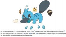 Pokémon-starter-Gen-8-leak-explication-21-02-2018