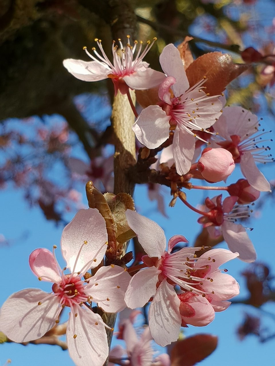 Samsung Galaxy S9 test photo DCIM 11