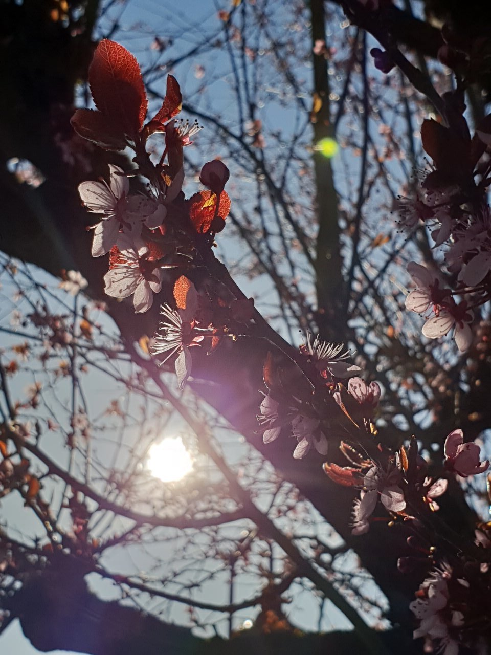 Samsung Galaxy S9 test photo DCIM 12
