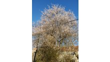 Samsung Galaxy S9 test photo DCIM 24