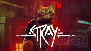 Stray 29 10 2025