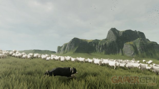 The Free Shepherd2